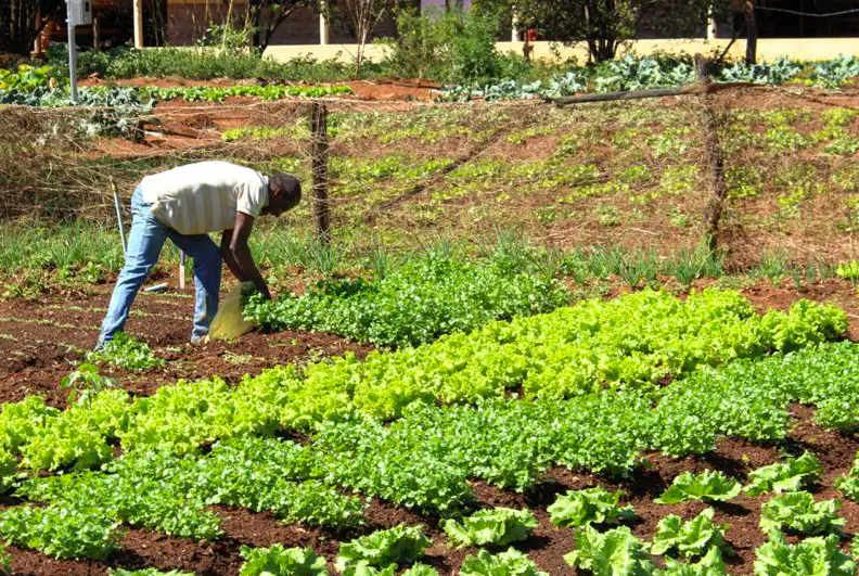 Quilombola farmers in Brazil use traditional farming techniques that maintain healthy soils - Source - Impact Entreprenuer